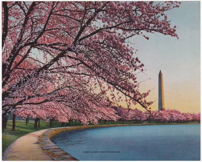 Cherry Blossom Time in Washington